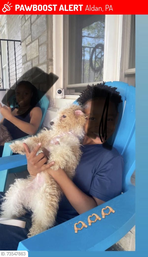 Lost Male Dog last seen Giant Supermarket Providence Rd, Aldan, PA 19018
