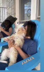 Lost Male Dog last seen Giant Supermarket Providence Rd, Aldan, PA 19018