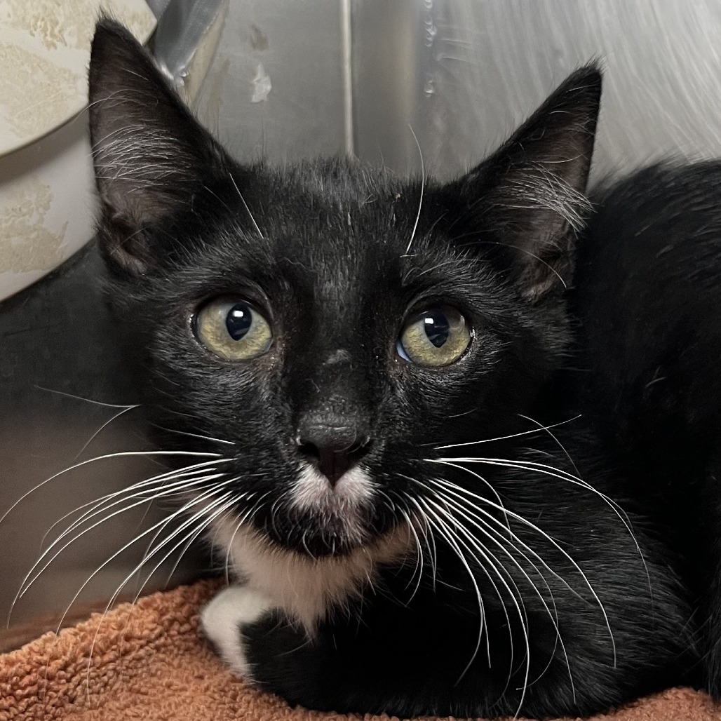 Shelter Stray Male Cat last seen , 4575 E Mesquite Ave, Palm Springs, CA 92264, USA