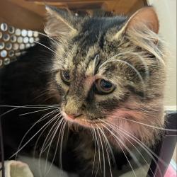 Shelter Stray Male Cat last seen , 2608 Center St, Tacoma, WA 98409, USA