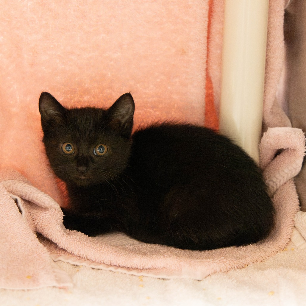Shelter Stray Female Cat last seen , 361 S Raymond Ave, Pasadena, CA 91105, USA