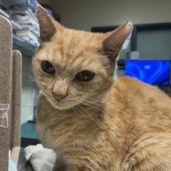 Shelter Stray Male Cat last seen , 361 S Raymond Ave, Pasadena, CA 91105, USA