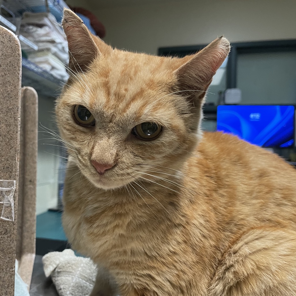 Shelter Stray Male Cat last seen , 361 S Raymond Ave, Pasadena, CA 91105, USA
