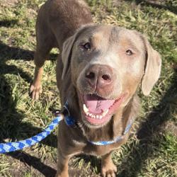 Shelter Stray Female Dog last seen , 124 Evergreen Ave, Newark, NJ 07114, USA