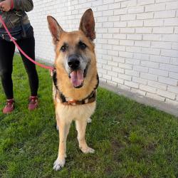 Shelter Stray Male Dog last seen , 124 Evergreen Ave, Newark, NJ 07114, USA