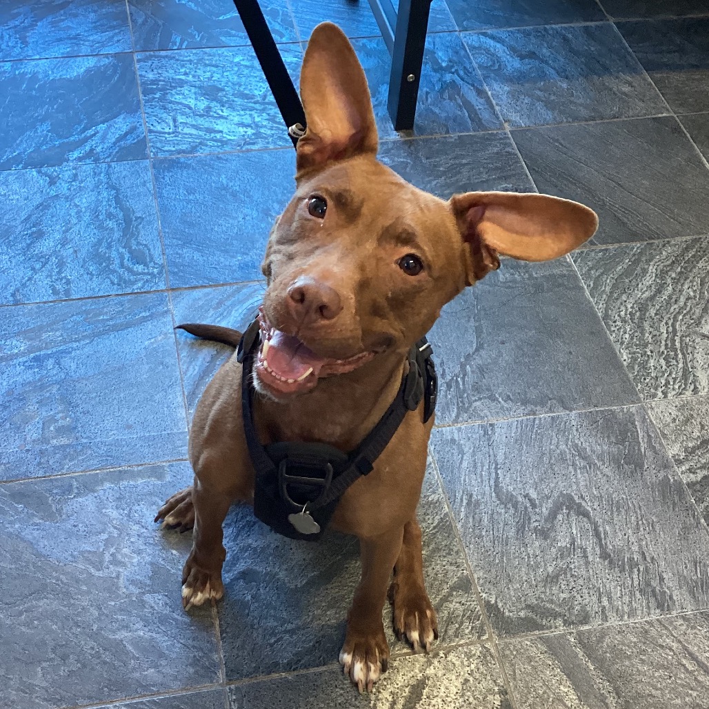 Shelter Stray Female Dog last seen , 3607 N Armenia Ave, Tampa, FL 33607, USA