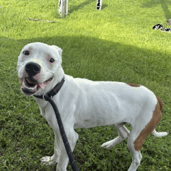 Shelter Stray Male Dog last seen , 3607 N Armenia Ave, Tampa, FL 33607, USA