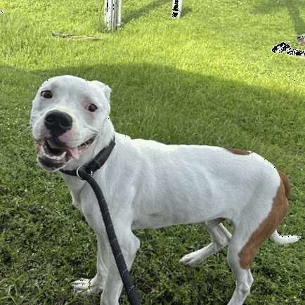 Shelter Stray Male Dog last seen , 3607 N Armenia Ave, Tampa, FL 33607, USA