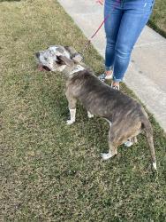 Found/Stray Female Dog last seen 141sr and Sheridan, Bixby, OK 74008