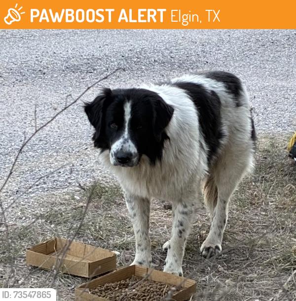 Found/Stray Unknown Dog last seen 969/lower elgin, Elgin, TX 78621