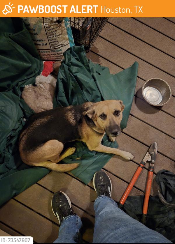 Found/Stray Female Dog last seen Bellfort and Telephone, Houston, TX 77061