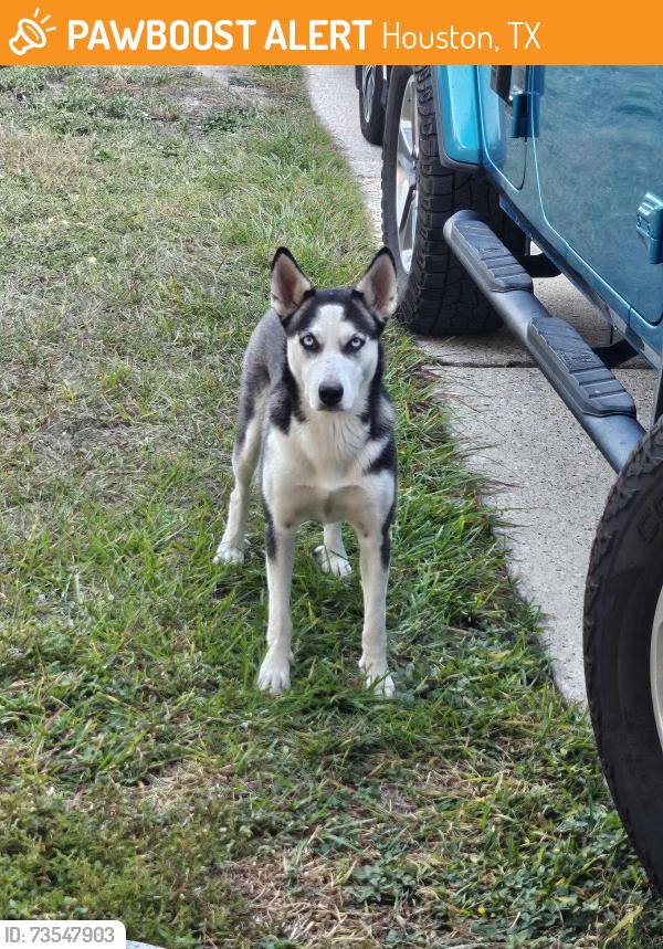 Found/Stray Female Dog last seen Northcliff Manor Neighborhood, Houston, TX 77066
