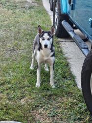 Found/Stray Female Dog last seen Northcliff Manor Neighborhood, Houston, TX 77066