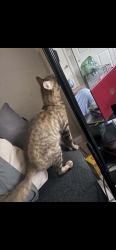 Reunited Female Cat last seen Near del Prada Blvd s, Cape Coral, FL 33991