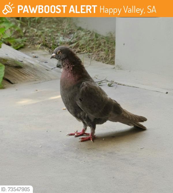 Found/Stray Unknown Bird last seen Between Candy Rd / Kenerhands Rd, Happy Valley, SA 5159