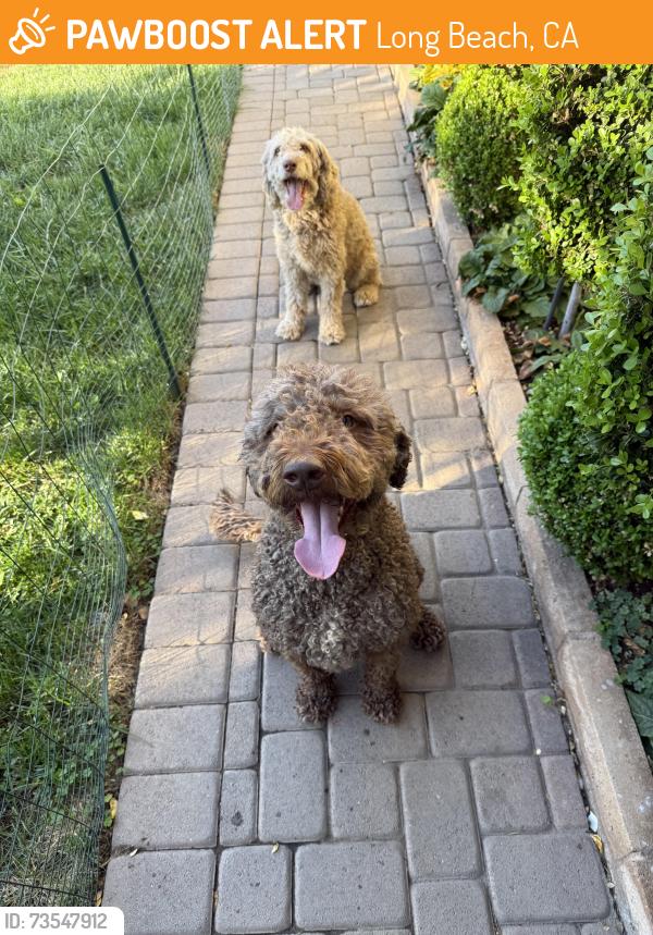 Found/Stray Unknown Dog last seen South & Downey, Long Beach, CA 90805