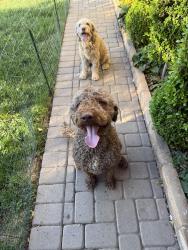 Found/Stray Unknown Dog last seen South & Downey, Long Beach, CA 90805