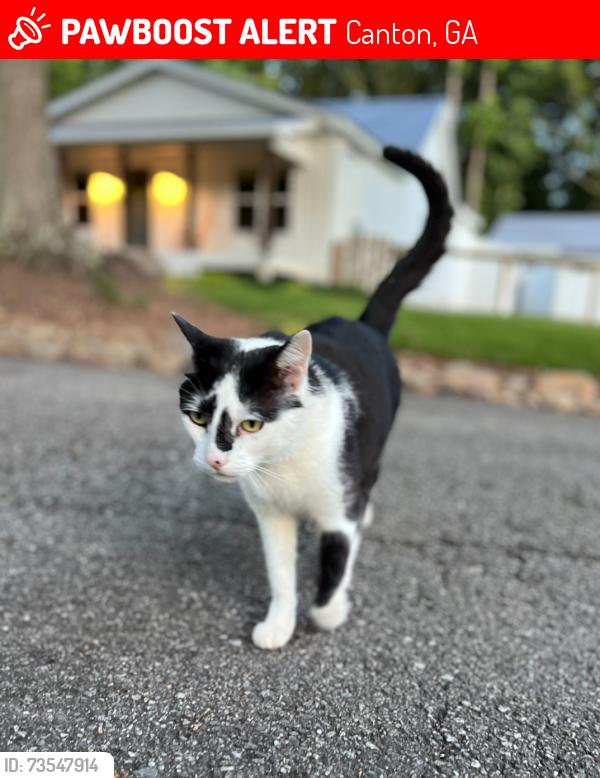 Lost Female Cat last seen Cloud Circle Canton GA, Canton, GA 30115