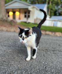 Lost Female Cat last seen Cloud Circle Canton GA, Canton, GA 30115