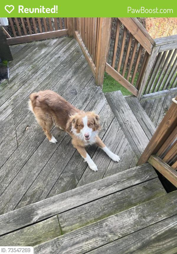 Reunited Male Dog last seen Last seen on North Hampton St in Wilkes-Barre, Wilkes-Barre, PA 18705
