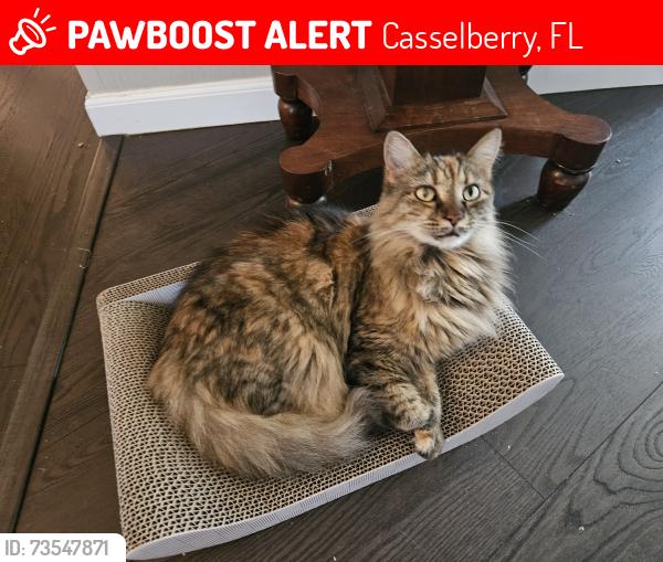 Lost Female Cat last seen Sunset near Lake Concord, Casselberry, FL 32707