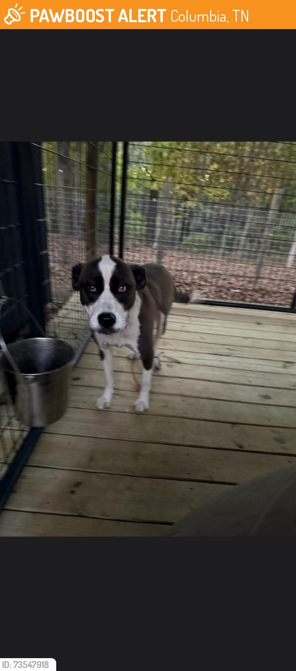 Found/Stray Unknown Dog last seen John Sharp Road, Columbia, TN 37174