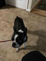 Reunited Male Dog last seen Meadowridge ln, Mitchellville, MD 20774