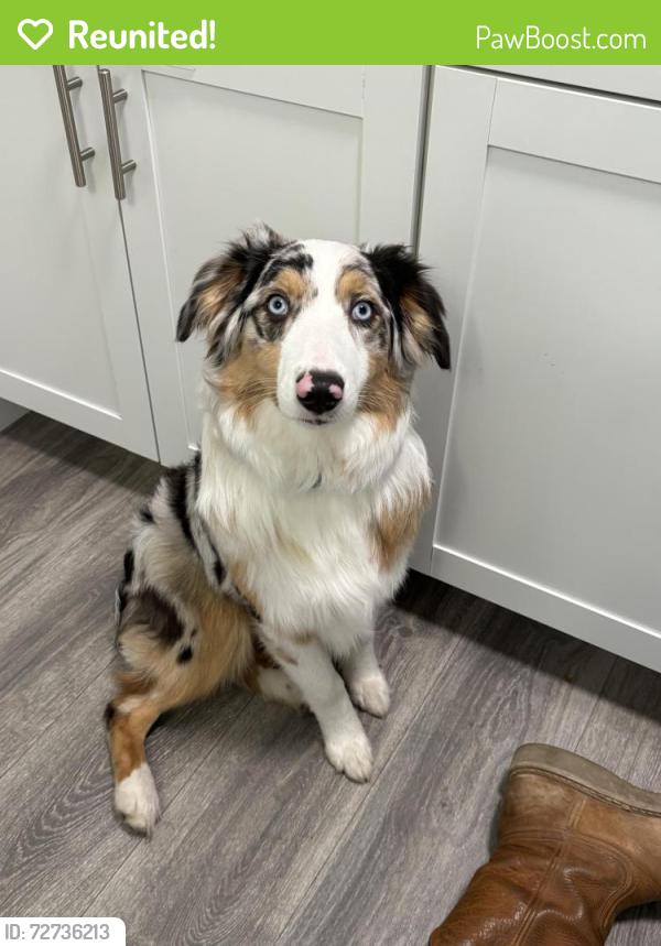 Reunited Female Dog last seen E Washington Ave and Diamond, Nampa, ID 83686