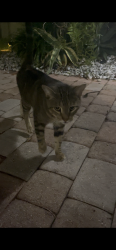 Found/Stray Female Cat last seen Fosters Mill Neighborhood / Miner Rd / Lawrence Rd, Boynton Beach, FL 33436