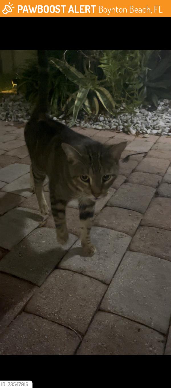Found/Stray Female Cat last seen Fosters Mill Neighborhood / Miner Rd / Lawrence Rd, Boynton Beach, FL 33436