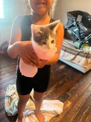 Lost Female Cat last seen Central and Edgemore, Wichita, KS 67208