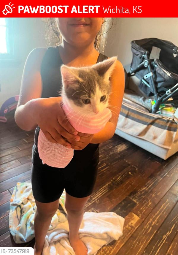 Lost Female Cat last seen Central and Edgemore, Wichita, KS 67208