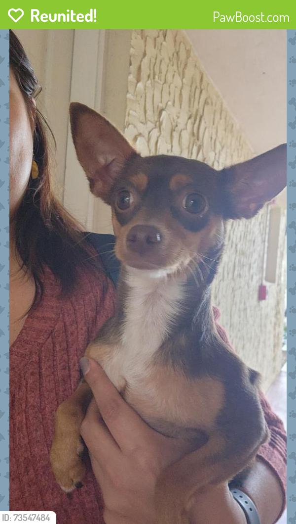 Reunited Female Dog last seen Near SW 101st Ave, Miami, FL 33173, Miami, FL 33173