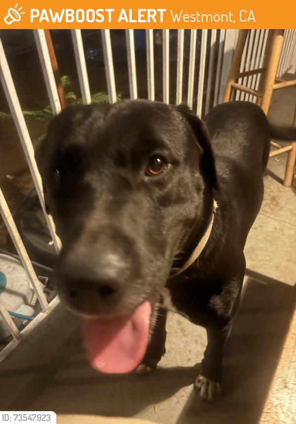 Found/Stray Male Dog last seen budlong and 96th, Westmont, CA 90044