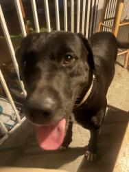 Found/Stray Male Dog last seen budlong and 96th, Westmont, CA 90044