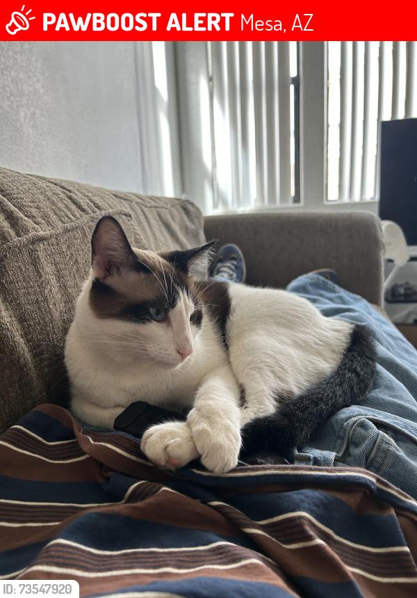 Lost Female Cat last seen Preston and McDowell, Mesa, AZ 85215