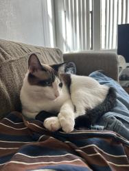 Lost Female Cat last seen Preston and McDowell, Mesa, AZ 85215