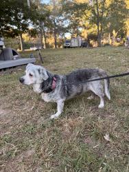 Reunited Female Dog last seen Morrison Camp Ground, Rome, GA 30161
