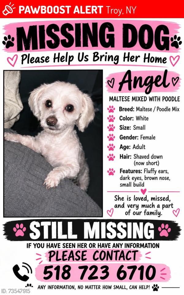 Lost Female Dog last seen south troy, Troy, NY 12180