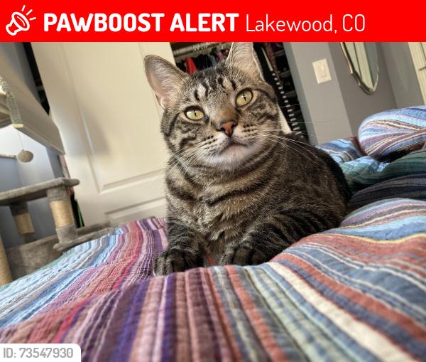 Lost Male Cat last seen Green Mountain Rec Center, Lakewood, CO 80228
