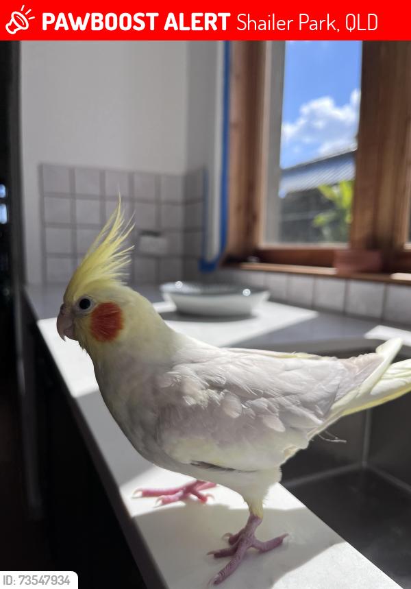 Lost Female Bird last seen Helios Street Shailer Park - Near Mandew Park, Shailer Park, QLD 4128