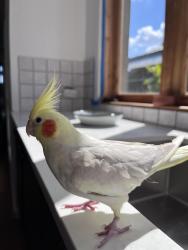 Lost Female Bird last seen Helios Street Shailer Park - Near Mandew Park, Shailer Park, QLD 4128