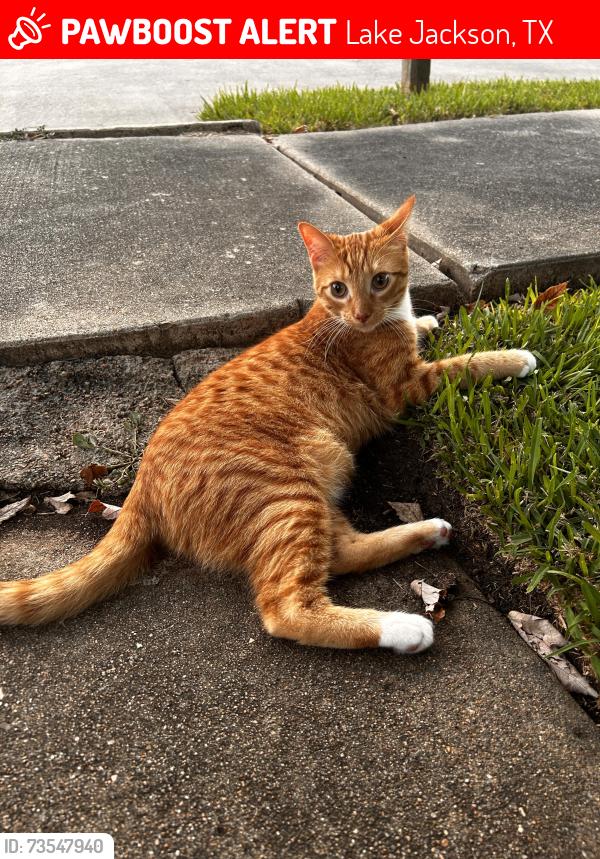 Lost Male Cat last seen Raintree apts is where he lives but it’s by the hosp and several other residential buildings, Lake Jackson, TX 77566