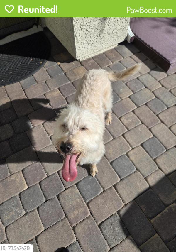 Reunited Female Dog last seen Losee and the 215 in the watercolor community, North Las Vegas, NV 89086