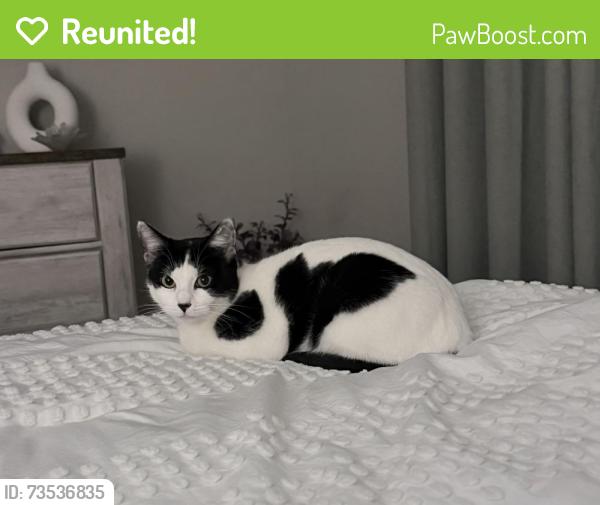 Reunited Female Cat last seen Denton Hey, Fort Worth, TX 76244