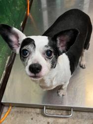 Shelter Stray Female Dog last seen Bexar County, 3353 Morningside Dr, New Braunfels, TX 78132, USA