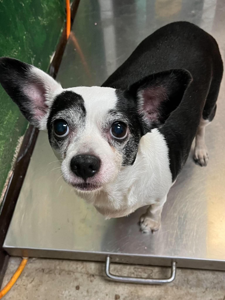 Shelter Stray Female Dog last seen Bexar County, 3353 Morningside Dr, New Braunfels, TX 78132, USA