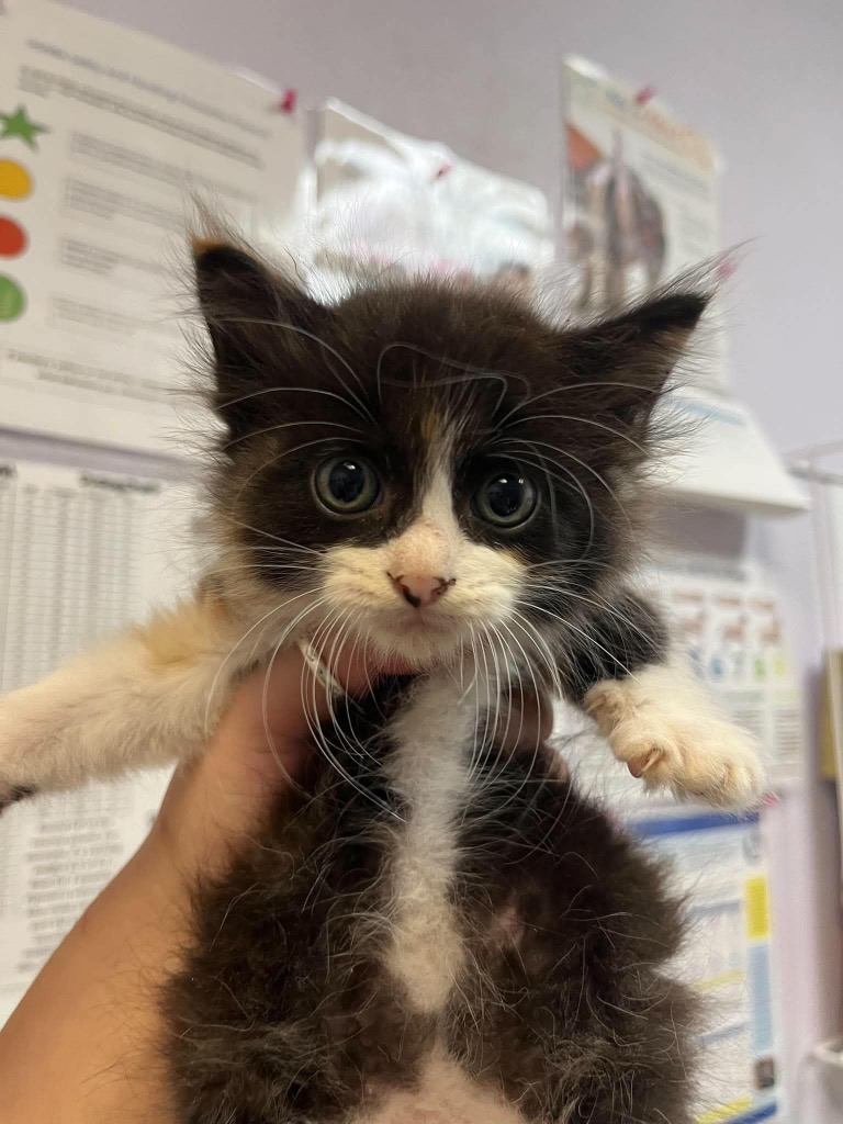 Shelter Stray Female Cat last seen Bexar County, 3353 Morningside Dr, New Braunfels, TX 78132, USA