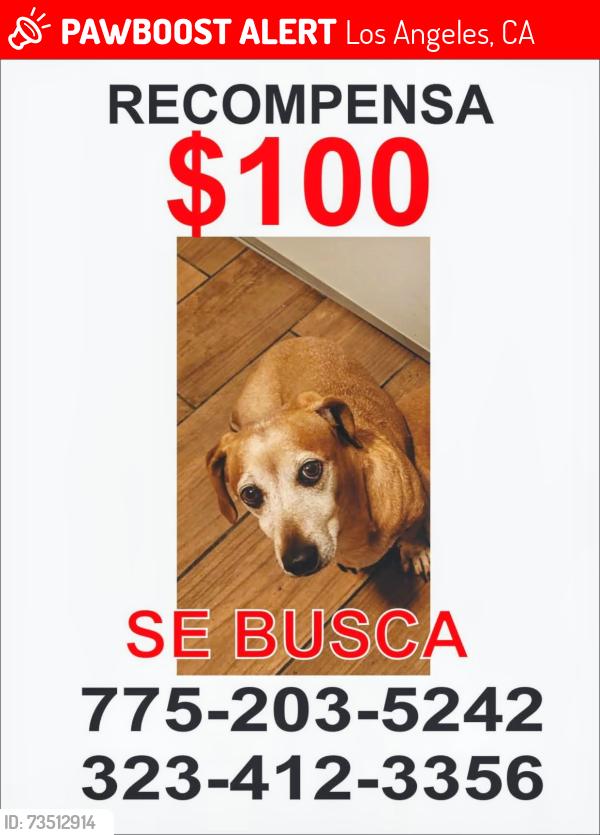 Lost Male Dog last seen Near 69th st E los angeles, Los Angeles, CA 90003