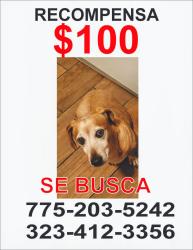 Lost Male Dog last seen Near 69th st E los angeles, Los Angeles, CA 90003